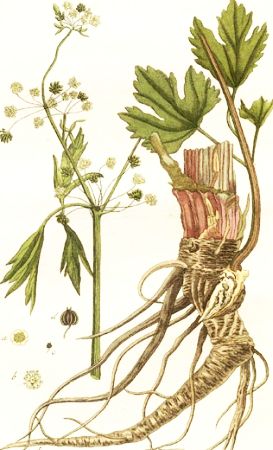 Țelina (Apium graveolens L) 