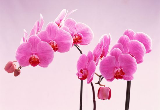 Cum se Îngrijește Orhideea - 5 Pași Importanți 