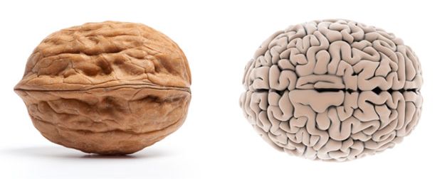 Nucile și creierul