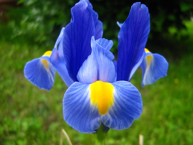 Iris - Proprietăți și Utilizări Medicinale