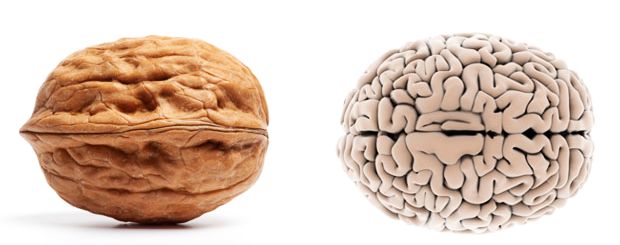 Nucile și Creierul