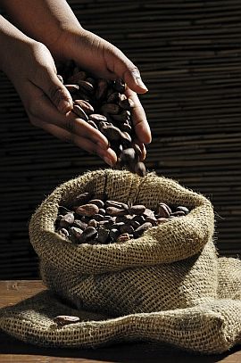 Boabe de Cacao