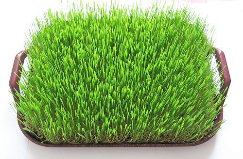 iarba de grau | sanatateadincolodemarketing Viziune rețetă iarbă de grâu