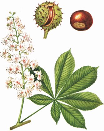 flori de castan din reeta varicoasa