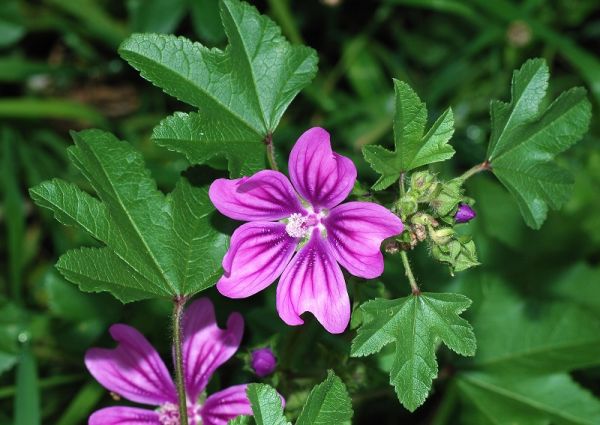 Nalba (Malva vulgaris)