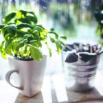 6 plante medicinale pe care le poţi cultiva la ghiveci