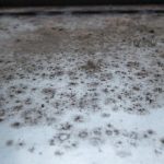 Mucegaiul din casă - ce boli provoacă şi cum poți scăpa de el