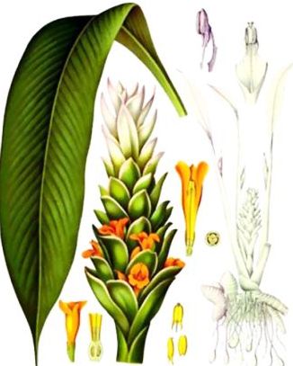 Turmeric (Curcuma longa) 
