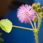 Mimoza (Mimosa pudica) – planta hemoroizilor
