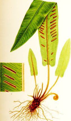 Limba cerbului (Phyllitis scolopendrium) 