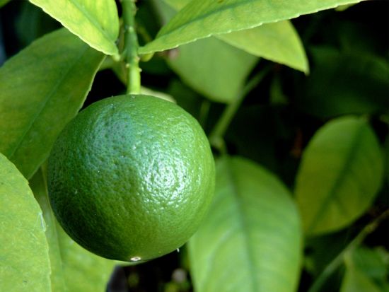 Cum Să Cultivi Lămâi la Ghiveci – Plantarea și Îngrijirea Lămâiului