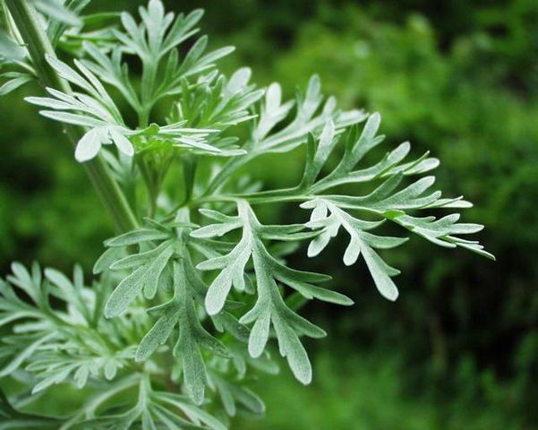 Pelin (Artemisia absinthium L.)
