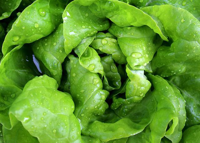 Salata verde ca medicament – utilizări interne si externe