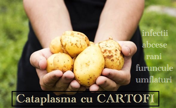 Catplasma cu cartofi