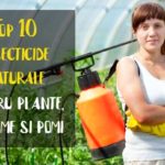 Insecticide naturale