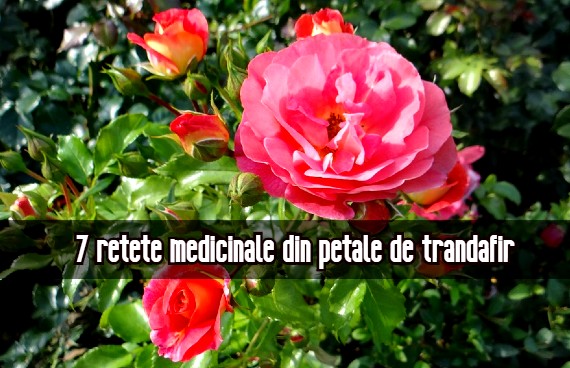 7 retete medicinale din trandafir