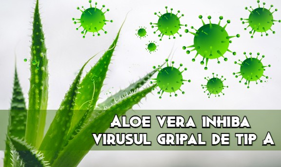 Aloe vera inihiba virusul gripal A