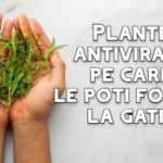 Plante antivirale pe care le poti folosi la gatit!