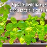 5 plante medicinale pe care le poti creste in casa, la ghiveci