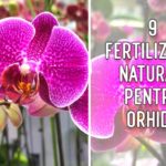 9 fertilizanti naturali pentru orhidee