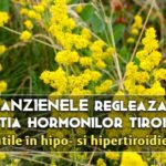 Sanzienele regleaza secretia hormonilor tiroidieni (utile in hiper- si hipo-tiroidie)