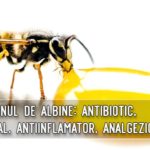 Veninul de albine - antiviral, antibiotic, analgezic