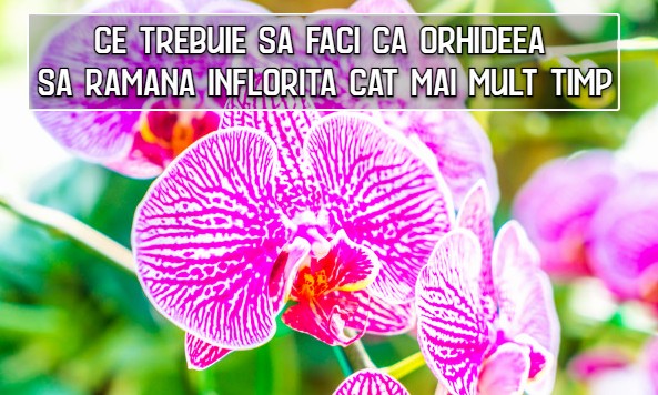 Ce sa faci ca orhideea sa ramana inflorita cat mai mult timp posibil