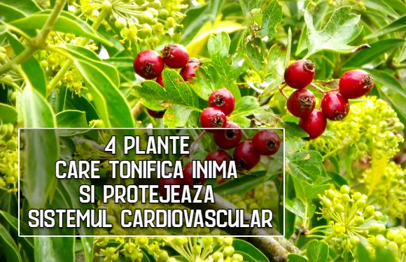 4 plante care tonifica inima si protejeaza sistemul cardiovascular