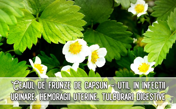Ceaiul de frunze de capsun - util in infectii urinare, hemoragii uterine, tulburari digestive