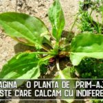 Patlagina – o planta de „prim-ajutor” peste care calcam cu indiferenta