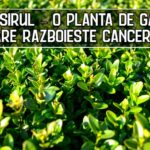 Cimsirul – o planta de gard care razboieste cancerul