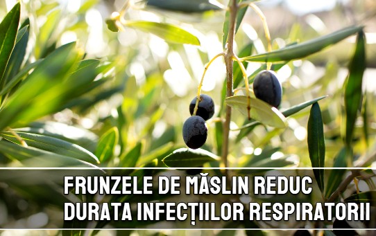 Frunzele de maslin reduc durata afectiunilor respiratorii virale
