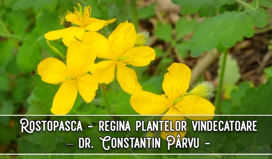 Rostopasca este regina plantelor vindecatoare – dr. Constantin Pârvu