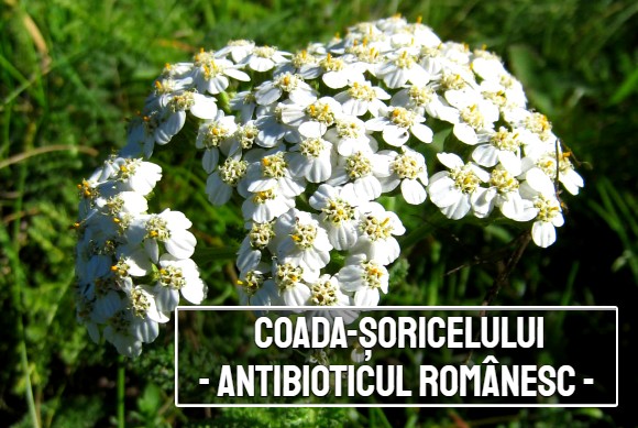 Coada soricelului – antibioticul romanesc