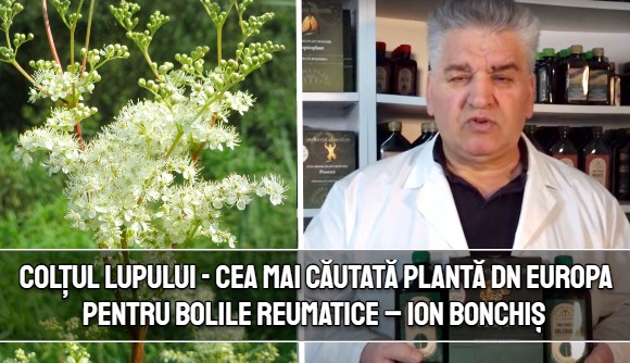 Coltul lupului - cea mai cautata planta dn Europa pentru bolile reumatice si articulare – Ion Bonchis