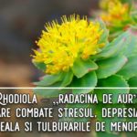 Rhodiola – „radacina de aur” care combate stresul, depresia, oboseala, tulburarile de menopauza