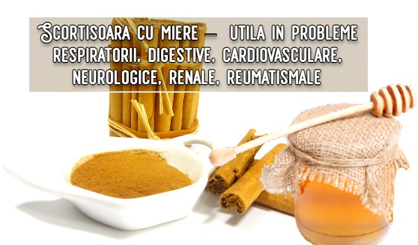Scortisoara cu miere – probleme respiratorii, digestive, cardiovasculare, neurologice, renale, reumatismale