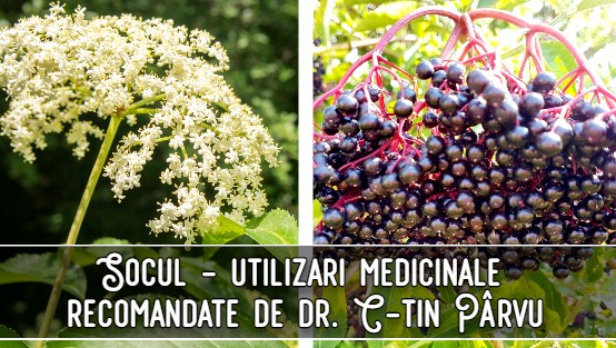 Socul (flori si fructe) – utilizari medicinale recomandate de dr. C-tin Parvu