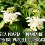 Urzica moarta – planta de leac pentru varicele dureroase