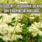Cretusca – aspirina blanda din farmacia naturii