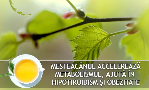 Mesteacanul accelereaza metabolismul, ajuta in hipotiroidism si obezitate