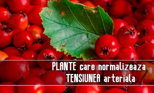 Plante care normalizeaza tensiunea arteriala
