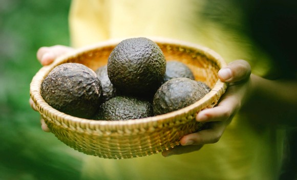 Avocado, un fruct cu o storie de 10.000 de ani 
