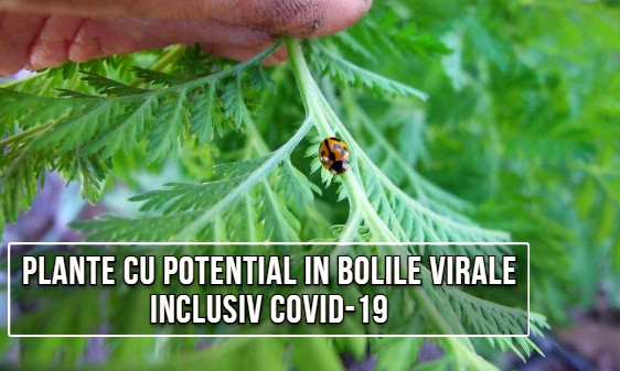 Plante și compuși naturali cu potențial în bolile virale, inclusiv COVID-19