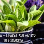 Salvia - leacul salvator din grădină