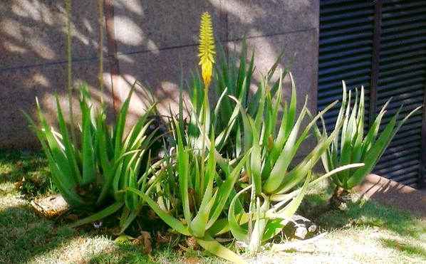 Aloe vera barbadensis (specie comestibila)
