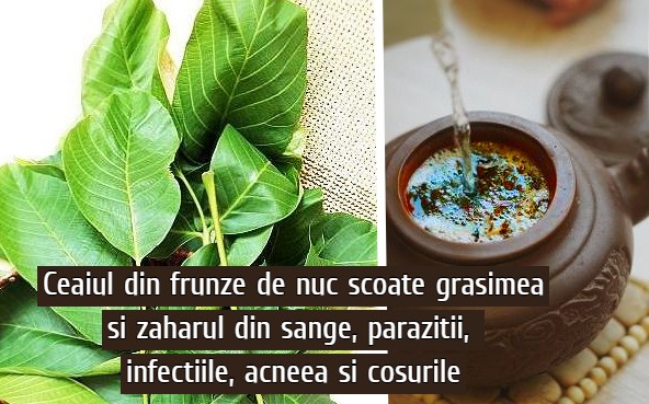 Ceaiul de nuc scoate grasimea si zaharul din sange, parazitii si infectiile