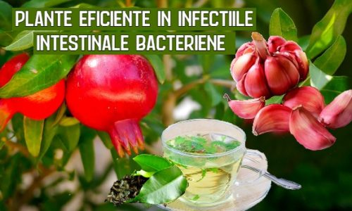 Plante antimicrobiene eficiente in infectiile intestinale bacteriene