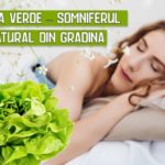 Salata verde - somniferul natural din gradina