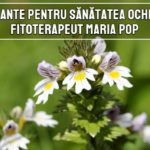 6 plante pentru sanatatea ochilor - fitoterapeut Maria Pop